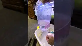 Unboxing Blue Velvet shrimp from Bare Bottom Branton
