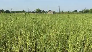 Phyllody disease of Sesame | PART 2