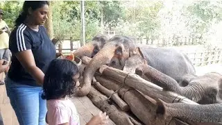 Unbelievable moment wildlife elephant in Asian | Wild  Animal Tube News SriLanka #elephant #wildlife