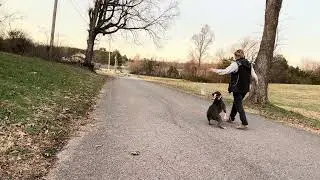 Board and train Phoebe- heel work, recalls, distance sit and down stays