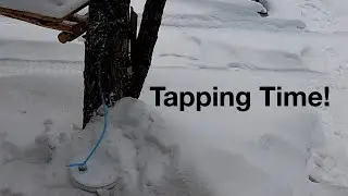 Tapping Trees Time and Preparations for the Maple Syrup Boil