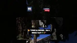 Bolivia Miracle Tree | Lightning-Struck Tree Brings Luck & Blessings