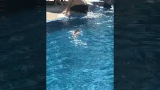 Lizard Surprises Hotel Guests as It Joins Them for a Swim || ViralHog