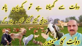 How to Build Wealth with Goat Farming - Proven Strategies for Success!@shahfaizgolra