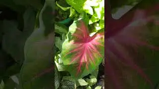 Indoor outdoor plants # online sale