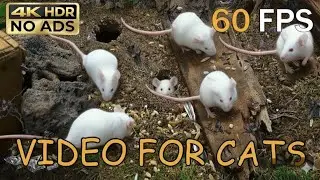 [NO ADS, NO AI] CAT TV 😺 Tiny White Mice Scurrying in the Dirt for Cats to Watch 🐭 4K HDR 60FPS