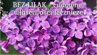 #17 Domowa apteczka - BEZ LILAK ~ Właściwości lecznicze, herbatka i wiele więcej!
