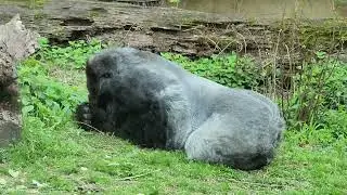 Gorilla  praying 🙏  handsome boy 🦍 💓🥰 Memphis zoo ❤️