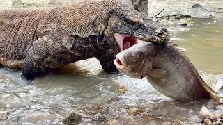 How is this possible?! Huge fish vs Hungry Komodo 😱