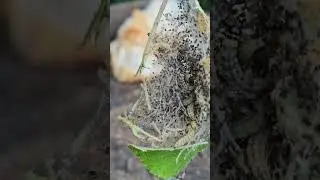 Wrapped in Silk: Ermine Moth Caterpillars Take Over the Hedgerow 🐛🕸️