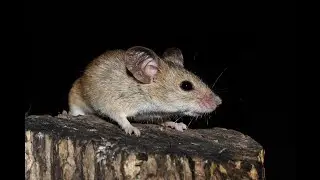 informaci&oacute;n del rat&oacute;n domestico (Mus musculus)