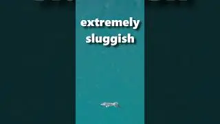 Arrokuda's CRAZY Pokedex Entry  #pokemonyoutube #vtuber #poketuber