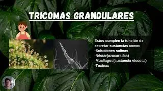 tipos de tricomas - Felipe Hermosilla - PUCV