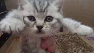 Что делать с котенком  с синдромом пловца .