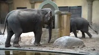 06.09.2022 Die Asiatischen Elefanten von Tierpark Hamburg Hagenbeck