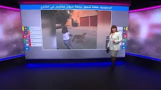 طفلة سعودية تتجول بفهد في الشارع!