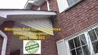 Wildlife Removal Pest Control Toronto, Oakville, Mississauga, Burlington, Hamilton