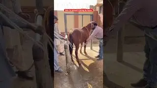 How to prevent kicking by a horse| horse restraining | #animals #vetvisit #horselover #horse #vet
