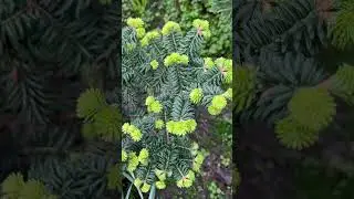 ABIES BALSAMEA &ldquo;NANA&rdquo;💚ПРИРОСТЫ #abies #пихта #ялиця