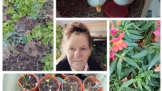 Normal day of a full-time Gardener Jan.  chickens/ducks