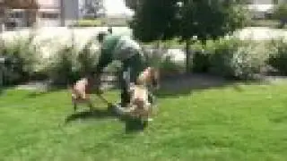 Protection Dog Training with 3 Malinois Denver, Colorado