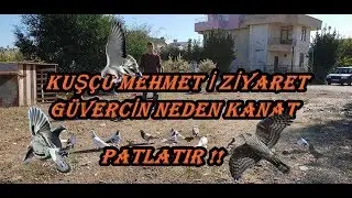 MARDİNLİ MEHMET'İN KÜMESİ ZİYARET GÜVERCİN NEDEN KANAT PATLATIR İZLEE..!