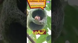 Surah Al Lail Urdu Translation #bird #birdsbuildhouses#viralreels #viralvideo #viral #goodsociety