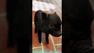 🐷 Cute Little Pig #cutelittlepig#piglet#babypig#adorablepig#minipig