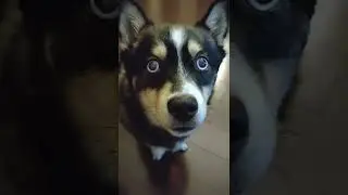 Cute Dog Winking | Pomsky Husky Dog Mix #shorts