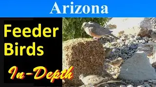 10 Most Common Feeder Birds of Arizona [In-Depth]