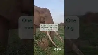 Super Tusker Craig: Why Tourism Protects Elephants