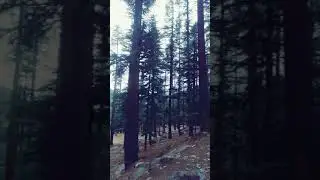 Visit to kalam jungle🌲🌲🥀