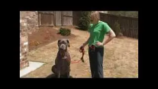 The Gentle Leader Head Collar