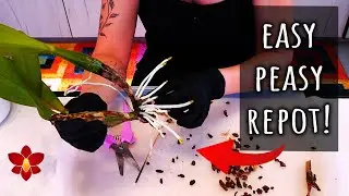 Orchid growing outside the pot? Good! Here's what you do 💁🏻&zwj;♀️