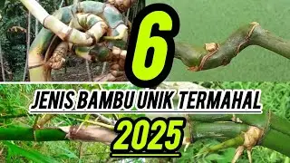 6 jenis bambu unik termahal ditahun 2025 (6 most expensive unique bamboo types in 2025)