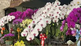 Chatuchak Plants and Flowers #bangkok #nature #chatuchak #thailand #plants