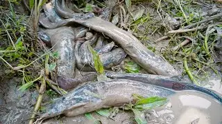 Fishing Trap System।Water Down Hole In Pond।Amazing Fish Trap।Fishing Video।Cat Fish Video.