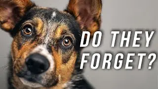Do dogs retain long-term memories of their owners?