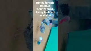 turkey 🦃 for sale fancy birds available amarican silky American cochin contact 6005723044 Germn rabt