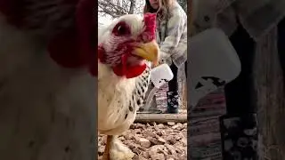 Sahm Morning Routine 🐓👩&zwj;👧&zwj;👦 #homesteading #sahm #motherhood #minivlog #shorts