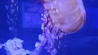 La danza de las medusas | Relaxing Jellyfish Video