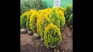 Новые поступление