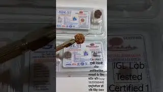 IGL Lab Tested Certified 1 Mukhi Nepali Round Semi-Defined Rudraksha 9630088445 Astro Dr. Ravi Panwar