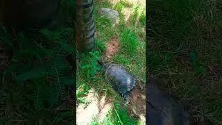 TURTLE SUNBATHING