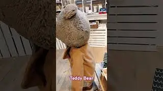 #teddy #bear #vlog #video #youtubeshorts #cute #s&uuml;&szlig; #медведь #красиво #игрушка #хорошеенастроение