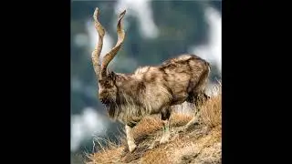 Pakistani Markhor/Markhor wonder full Story #pakistan National Animal #markhor rates snakes
