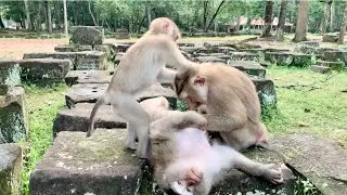 Funny Monkey Family Playing on the Rocks &ndash; So Cute & Hilarious! 🐒😂