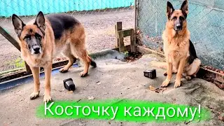 День хрустящек в приюте 