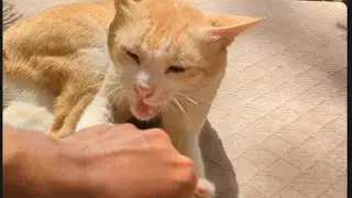 The cat bites, don't worry.