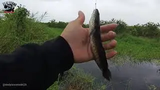 Dari Umpan Udang Sampai Jangkrik Hasilnya Betok Babon Gesss Sampai Strike Gabus